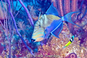 Trigger fish with a tone mapped filter. by Patrick Reardon 